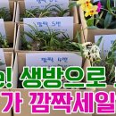 Live! 생방으로 보는 초저가 깜짝세일해요 꽃밭난원 아름다운 난초들 구경해요 (난자재도 함께 보세요) 이미지