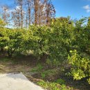 상효동-3 이미지