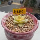 골드보석 - 청주시 청원구 사뜸로 48-1 | 골드보석