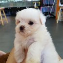 허니펫 이미지