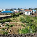 하도조아 이미지