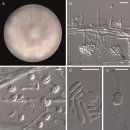 Fusarium oxysporum감염 틸라피아의 피부 진균증 이미지