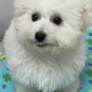 뽀송뽀송강아지미용실 이미지