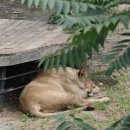 한사자농장 이미지