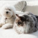 강아지와 고양이 이미지