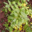 광대싸리 이미지