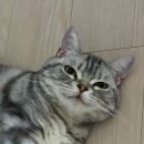하잉