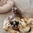 아가펫 | 정림동 애견미용 아가펫 반려견 노령견 시츄 미용 후기