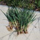 돌다리 농장 이미지