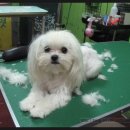 몽이 애견샵 이미지