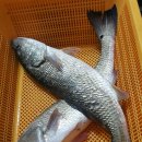 스타바다좌대낚시터 이미지