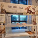 못난이빵 | [대전 빵 맛집] 대전 하레하레 인기 빵 추천 후기