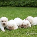 강아지 대통령 이미지