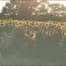 완도약국 이미지