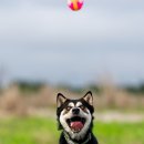 슬롯PCⅡ | 플래그십 풀프레임 미러리스카메라 소니 A1 - 렉사 CFexpress Type A