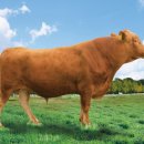 강원특별자치도축산기술연구소 이미지