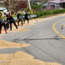 황골장미마을 이미지