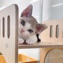 부산고양이분양 퍼스트캣 부산점 이미지