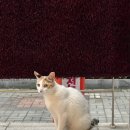 호천탕 이미지