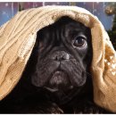 풍기동물병원 이미지