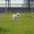 라온펫동물병원 이미지