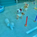 파브 퍼피 이미지