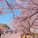 벚꽃길 | 2026 진해 군항제 경화역 벚꽃길 주차 꿀팁! 여좌천 로망스다리 야경 후기