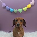 유니댕댕 이미지