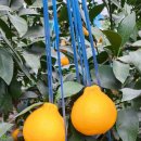 시은농장 이미지