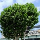 포레메디한방병원 이미지