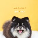 댕글하우스 이미지