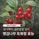 코리아헌터 토복령 망개나무뿌리의 효능 이미지