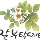 아름다운수채캘리 이미지