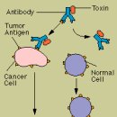 대체의학과 암의 면역치료 이미지