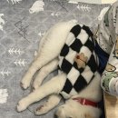 슈니네옷~짱