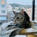 컴투펫 위탁보호센터 인천점 | 노원 고양이 보호센터 입양 완전 만족해