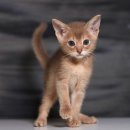 고대1124 | 통영아비시니안고양이분양,슬림한 체형에 우아한 고양이 자세히 알아볼까요?