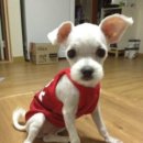 봄내동물병원 이미지