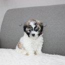 버디독 강아지분양 안심분양센터 김포점 이미지