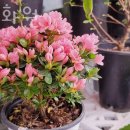 신천동꽃집 행순꽃화원 가격 위치 영업시간