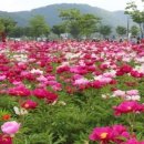 비둘기농장 이미지