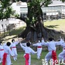 마을 보호수 이미지