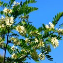 아카시아 이미지