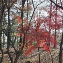 한밭수목원 동원 이미지