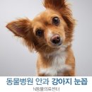 강북 24시 N 동물의료센터 이미지