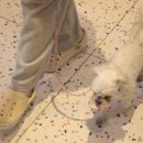 도그어스 플래닛 이미지