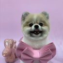 뽀짝뽀짝 애견 미용실 이미지