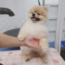 반하다펫