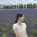 가야익스프레스 | 투어 없이 삿포로에서 팜도미타 가는 법, 후라노 라벤더 익스프레스 탑승 솔직 후기