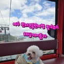 츄러스1500경주점 | 여수 케이블카 강아지 탑승 가능! 반려견과 함께한 여수 해상케이블카 후기
